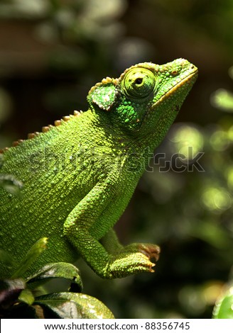 A female Jackson\'s Chameleon (Trioceros jacksonii) perches on a branch and soaks up the sun in Hawaii.
