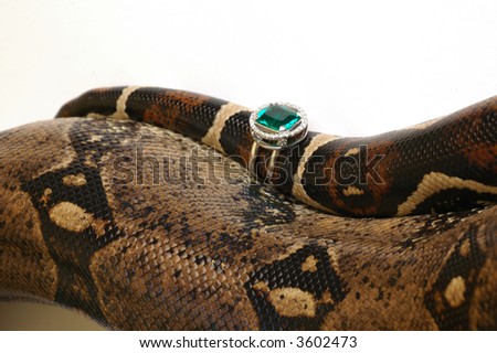 Brown snake with modern jewelrys 8