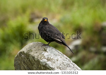 Common Blackbird (Turdus Merula) perched on a tombstone