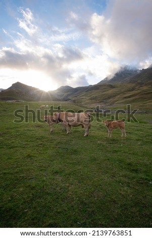 Similar – Image, Stock Photo Pyrenean cow looking at the camera