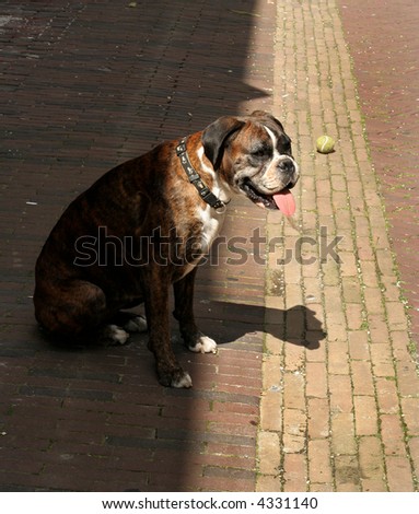 Boxer Breed Dog Leans Out Of The Shadow Eager To Play Ball