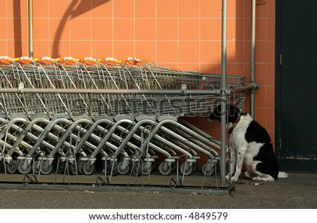Pet Dog Left Behind With Shopping Carts