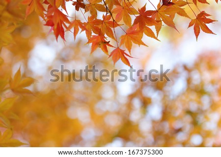 Orange leaves of japanese maple tree and abstract autumnal background
