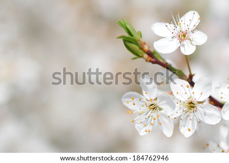 Closeup of apple tree blossom in early spring