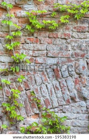 Old brick wall framed by green ivy