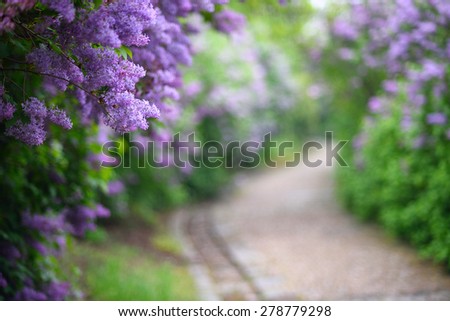 Purple lilac blossoms blooming in springtime with beautiful bokeh