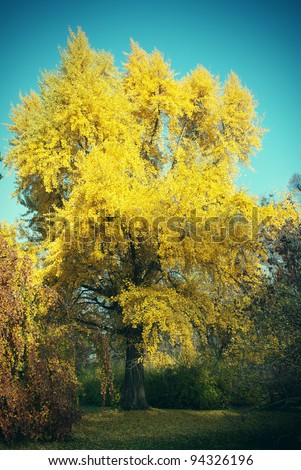 Maidenhair Gingko Biloba Tree in Autumn