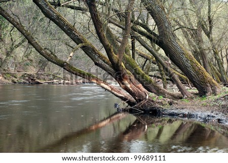 Trees leaning over a river