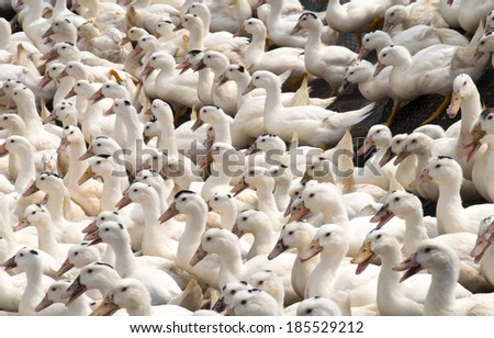 white Duck group walk together