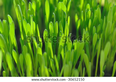 Close-up photography of defocused green grass in bright sunlight