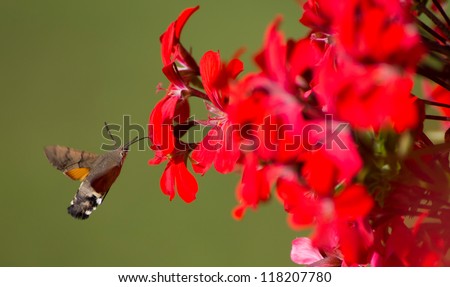Close-up of a Hummingbird Hawk-moth (Macroglossum stellatarum)