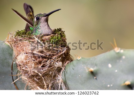 Close-up of a Cuban Emerald Hummingbird (Chlorostilbon ricordii) sitting on its nest