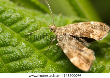 Close-up of the a small moth; the common Nettle-tap (Anthophila fabriciana)