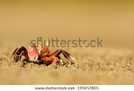 Fiddler Crabs in Malaysia, Borneo. The crab\'s smaller claw picks up chunks of sediment and brings it to the mouth where its contents are sifted through and redeposited as round balls near its burrow