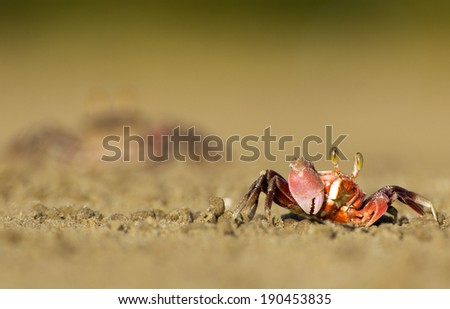 Fiddler Crabs in Malaysia, Borneo. The crab\'s smaller claw picks up chunks of sediment and brings it to the mouth where its contents are sifted through and redeposited as round balls near its burrow