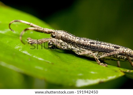 Close-up of a stick insect (Phasmatodea), Borneo, Malaysia