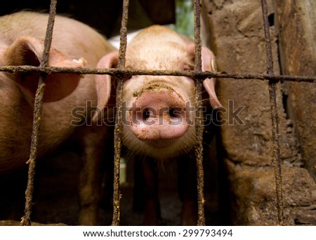 Two pigs behind a fence, China