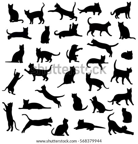 Cats, Isolated On White Background