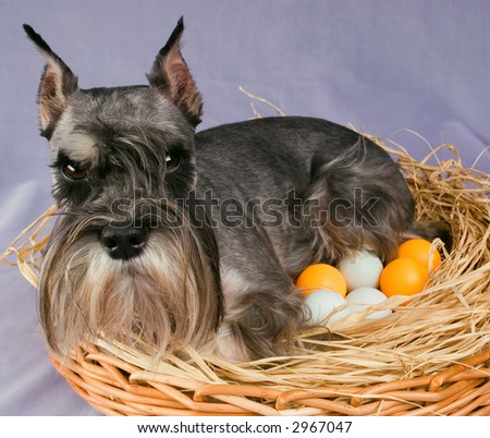 The dog hatches out color eggs in a basket on a grey background