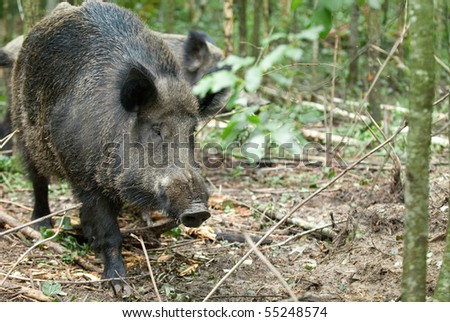 Wild boar on a background of wood