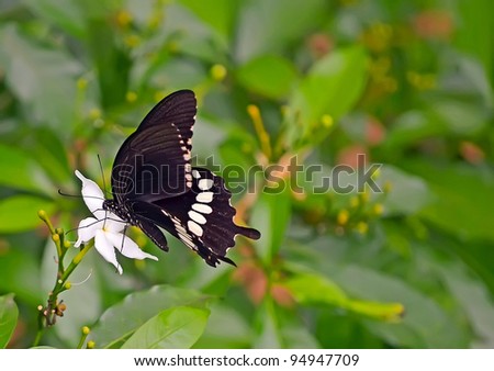Papilio liomedon butterfly / Malabar Banded Swallowtail feeding on flower
