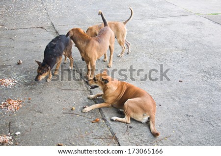 Group Dog of thailand