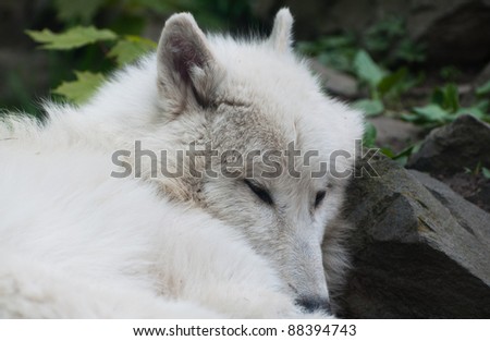 sleeping white Wolf