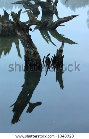 dead willow trees reflecting in water. Taken in Duisburg/Germany.
