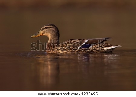 Swimming Mallard with brown water and brown background.