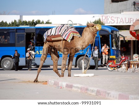 EL JEM, TUNISIA - JANUARY 29: A neglected camel waits for tourists that get out of the bus on January 29, 2010, in front of El Jem amphitheater in Tunisia.