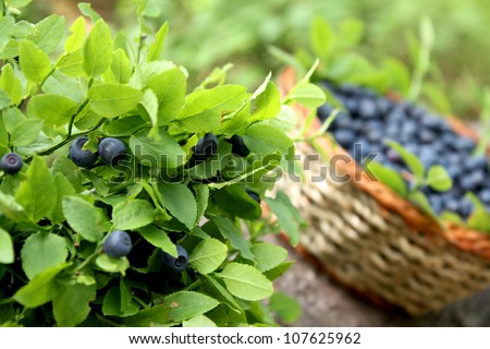 blueberry bush and basket with fresh blueberries