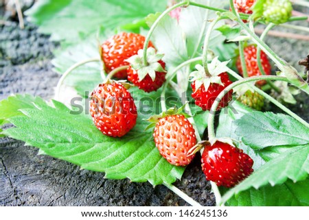 sweet wild strawberries placed over green wild strawberry leaves