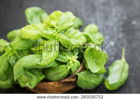 Basil Herb Fresh and Aromatic, Freshly Picked Raw Basil Bunch
