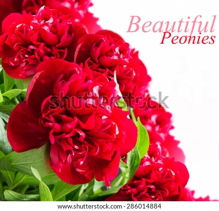 Peonies.Beautiful Spring Red Flowers Isolated on White Background