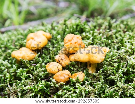 Edible Chanterelle Mushrooms Growing in the Moss in the Nature Forest