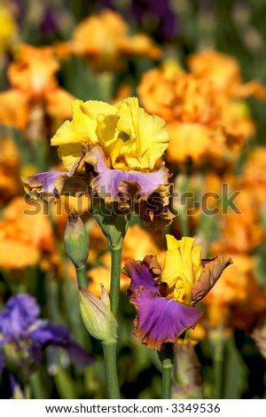 Brightly colored gold and and purple ruffled iris
