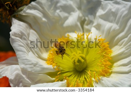 White poppy with pollen on its leaves and a happy bee gathering pollen