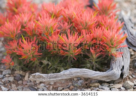Beautiful Desert Flowers