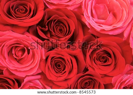 Roses for My Love