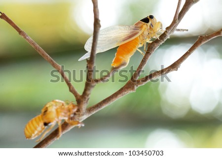 cicada changing its skin in the rain forest