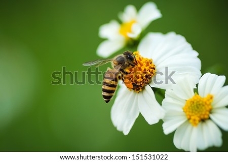 Honey bee  on flower blossom   in the garden