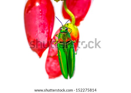 red ivy gourd and Metallic wood-boring beetle on white background
