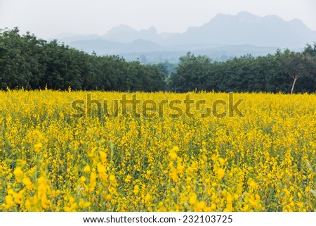 Crotalaria field on a summer day, minimalist style,