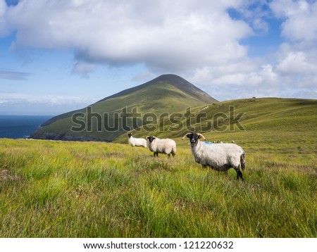 Sheep on Achill Island, Ireland