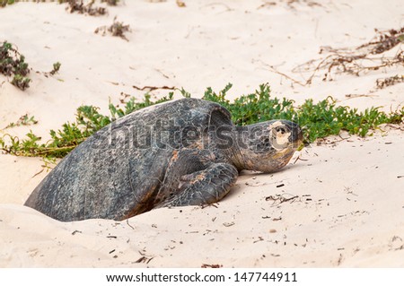 Galapagos green turtle laying eggs on a beach on Floreana Island.