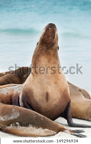 Galapagos sea lion tilting its head back with the sea in the background.