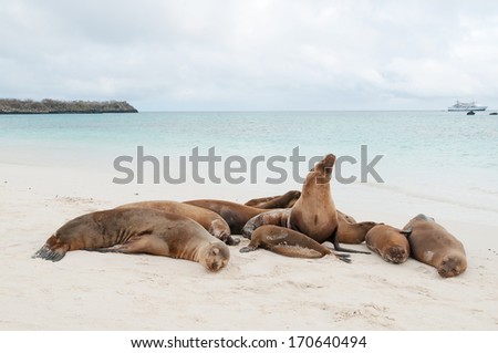 Group of Galapagos sea lions asleep on a beach