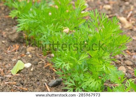 Carrot plants starting to develop in a vegetable plot