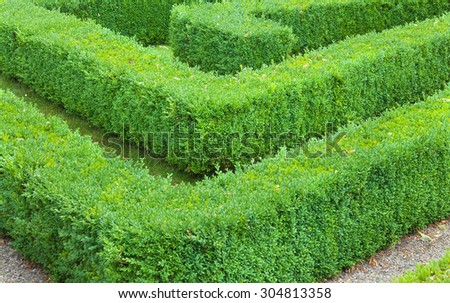 Section of a maze made from hedging.