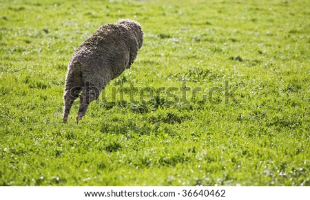 Jumping sheep in field